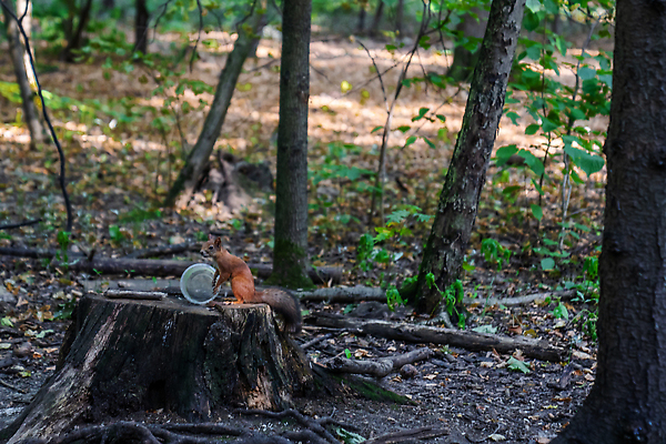 포토 JPG 해외이미지 나무 동물 1 디자인 공원 야생동물 백그라운드 잎 오렌지 장난 포유류 자연 생물 털 미술 사람없음 야외 목재 빨간색 초록색 뷰티 갈색 회색 견과류 흰색 나뭇가지 아기 설치류 숲 작음 만화 모피 먹기 심볼 꼬리 다람쥐 도토리 솜털 서식지 내추럴 해외202309 해외포토 식물 공공시설 컬러 과일 재료 모션 문화예술 사람 크기 생태계 파일형식