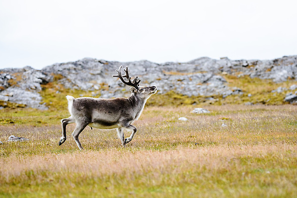 포토 JPG 해외이미지 동물 야생동물 여행 백그라운드 겨울 포유류 자연 사슴 뿔 노르웨이 핀란드 사람없음 야외 파란색 흰색 북극 북쪽 알래스카 내추럴 그린란드 순록 스칸디나비아 해외202309 해외포토 계절 유럽 컬러 섬 북유럽 덴마크 미국 극지방 방향 생태계 파일형식