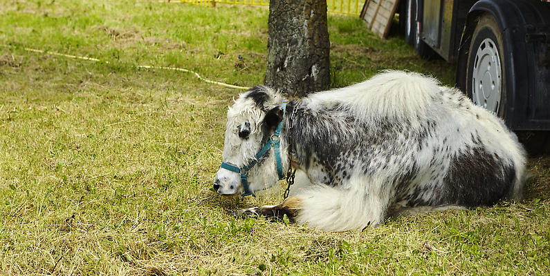 포토 JPG 해외이미지 동물 여자 여행 포유류 자연 산 털 사람없음 글로벌 농장 회색 숲 황소 통과 거짓말 해외202309 해외포토 컬러 농업 사람 소 생태계 파일형식