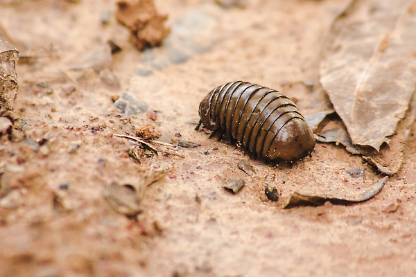 포토 JPG 해외이미지 동물 1 아시아 야생동물 줄기 섬 곤충 잎 공 아프리카 자연 생물 무척추동물 안테나 사람 사람없음 목재 가로 컬러풀 알약 검은색 어둠 회색 금지 흰색 원형 황무지 벌레 열대우림 자르기 생물학 롤 거인 고립 동물상 마다가스카르 몬스터 초식 오싹 해외202309 해외포토 도형 나무 식물 교육 나라 컬러 재료 통신 모션 조형물 약 숲 생태계 파일형식