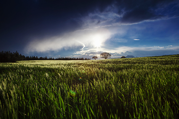 포토 JPG 해외이미지 식물 아시아 음식 백그라운드 농업 자연 하늘 밥 날씨 산 한국 동양인 사람없음 야외 초록색 파란색 뷰티 농장 농경지 수확 성장 시골 낟알 지역 논밭 밭일 해외202309 해외포토 나라 산업 컬러 밭 논 인종 생태계 파일형식