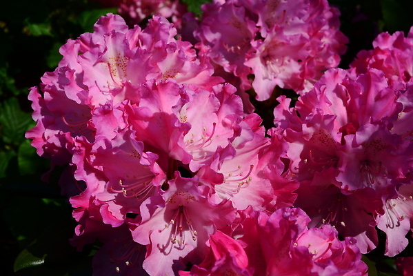 포토 JPG 해외이미지 식물 공원 꽃잎 꽃 분홍색 잎 자연 사람없음 야외 뷰티 정원 벚꽃 진달래 해외202309 해외포토 공공시설 컬러 생태계 파일형식