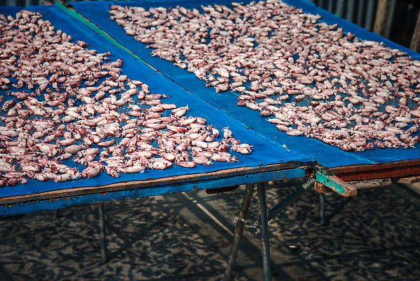 포토 JPG 해외이미지 동물 전통 아시아 문화 음식 바다 여행 백그라운드 패턴 태국 자연 표면 낚시 거리 건조 건강 어류 동양인 사람없음 야외 햇빛 태양 신선 그룹 시장 보호 먹기 해산물 오징어 준비 질감 날것 만들기 문어 어장 단백질 방법 절임 맛있는 해외202309 해외포토 자연요소 나라 컨셉 무늬 모션 레저 연체동물 인종 수중동물 생태계 영양소 파일형식