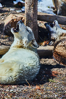포토 JPG 해외이미지 동물 공원 야생동물 겨울 포유류 수염 털 동물원 사람없음 야외 머리 고양이 모피 사파리 사냥 여우 육식동물 사냥꾼 캥거루 늑대 송곳니 스라소니 해외202309 해외포토 직업 계절 공공시설 신체부위 반려동물 치아 파일형식