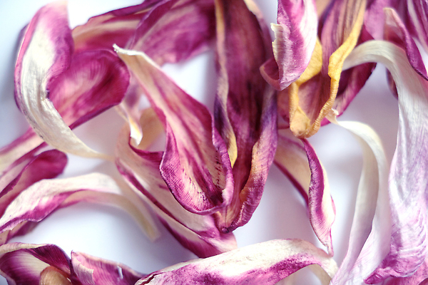 포토 JPG 해외이미지 식물 계절 꽃잎 꽃 문화 화초 분홍색 컬러 백그라운드 잎 꽃무늬 자연 검은배경 휴가 선물 사람없음 장식 빨간색 초록색 컬러풀 뷰티 정원 봄 회색 튤립 벚꽃 흰색 닫기 떨어짐 6 내추럴 고립 구성 해외202309 해외포토 컨셉 무늬 모션 숫자 검은색 생태계 파일형식