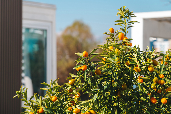 포토 JPG 해외이미지 나무 식물 음식 백그라운드 잎 농업 오렌지 자연 귤 건강 풍경 사람없음 빨간색 초록색 파란색 노란색 정원 성장 가을 나뭇가지 신선 달콤 사과 과수원 날것 비타민 내추럴 살구 숙성 해외202309 해외포토 계절 산업 컬러 과일 맛 생태계 영양소 파일형식