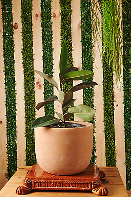 포토 JPG 해외이미지 화분 화초 사람없음 원예 해외202309 해외포토 식물 취미 파일형식