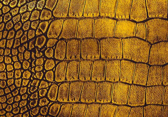 포토 JPG 해외이미지 동물 디자인 백그라운드 패턴 파충류 자연 벽지 표면 추상 프레임 미술 사람없음 장식 유행 어둠 직물 거친 뱀 황금 고급 보호 인쇄 가죽 천 피부 묘사 질감 눈금 도마뱀 육식동물 악어 숨김 내추럴 소가죽 이국적 인공 해외202309 해외포토 컨셉 무늬 문화예술 신체부위 생태계 파일형식