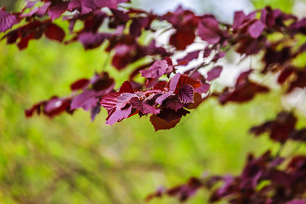 포토 JPG 해외이미지 나무 식물 계절 공원 꽃 컬러 백그라운드 잎 꽃무늬 자연 사람 사람없음 야외 장식 초록색 뷰티 노란색 정원 봄 놀이방 성장 벚꽃 업무 개화 배열 원예 식물원 조경 내추럴 벨로루시 심기 온실 해외202309 해외포토 공공시설 무늬 모션 취미 작업 생태계 파일형식