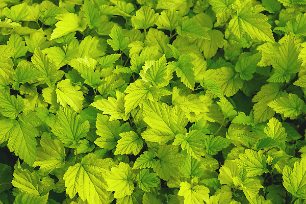 포토 JPG 해외이미지 나무 식물 계절 공원 컬러 백그라운드 잎 패턴 자연 벽지 추상 사람없음 야외 장식 가로 초록색 빛 컬러풀 햇빛 뷰티 노란색 환경 정원 맑음 봄 활발 성장 나뭇가지 신선 숲 에코 질감 강렬 생태학 해외202309 해외포토 공공시설 교육 컨셉 무늬 날씨 태양 생태계 파일형식