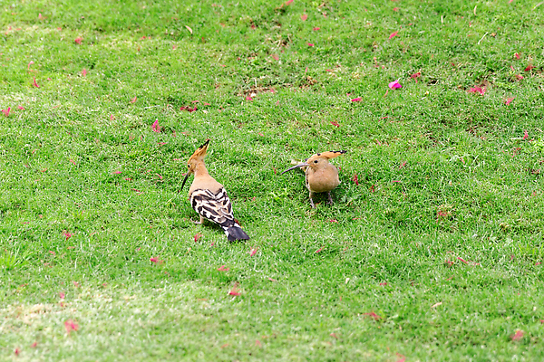 포토 JPG 해외이미지 동물 남자 아시아 야생동물 음식 컬러 백그라운드 밭 오렌지 자연 조류 털 건강 사람없음 야외 목재 초록색 컬러풀 뷰티 갈색 검은색 줄무늬 흰색 숲 인도인 먹기 깃털 부리 베트남 멸종 내추럴 점심식사 동물상 수유 유라시아 해외202309 해외포토 외국인 나무 유럽 나라 무늬 농업 과일 재료 모션 사람 동양인 조형물 식사 동남아시아 생태계 파일형식