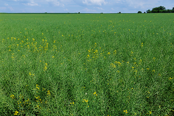 포토 JPG 해외이미지 식물 꽃 산업 음식 밭 농업 건조 씨앗 사람없음 농장 노란색 환경 에너지 수확 성장 벚꽃 시골 땅 유채 연료 밭일 숙성 카놀라 해외202309 해외포토 컬러 파일형식