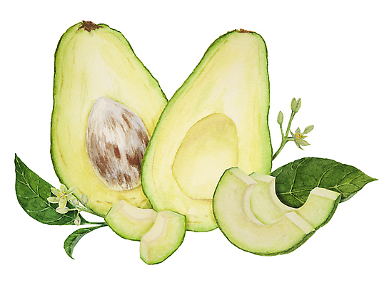 포토 JPG 해외이미지 조각 잎 단면 씨앗 사람없음 손그림 아보카도 아보카도꽃 해외202309 해외포토 식물 꽃 과일 파일형식