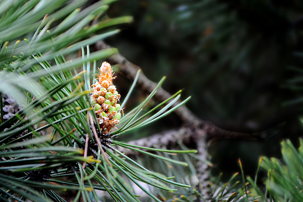 포토 JPG 해외이미지 나무 식물 계절 공원 백그라운드 자연 새해 사람없음 야외 목재 장식 초록색 뷰티 환경 정원 봄 성장 나뭇가지 신선 소나무 숲 수분 묘사 질감 솔방울 상록수 침엽수 전나무 원뿔 내추럴 가문비나무 튀르키예 해외202309 해외포토 도형 공공시설 아시아 컬러 재료 생태계 파일형식