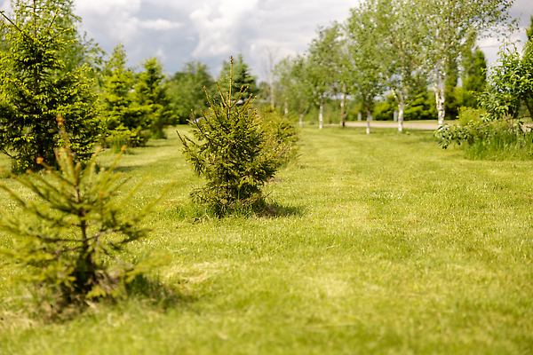 포토 JPG 해외이미지 나무 식물 계절 공원 백그라운드 밭 농업 자연 사람없음 야외 목재 초록색 뷰티 크리스마스트리 새싹 환경 정원 맑음 봄 성장 나뭇가지 소나무 작음 침엽수 전나무 모종 줄서기 가문비나무 많음 해외202309 해외포토 공공시설 산업 컬러 컨셉 크리스마스 재료 모션 날씨 크기 생태계 파일형식