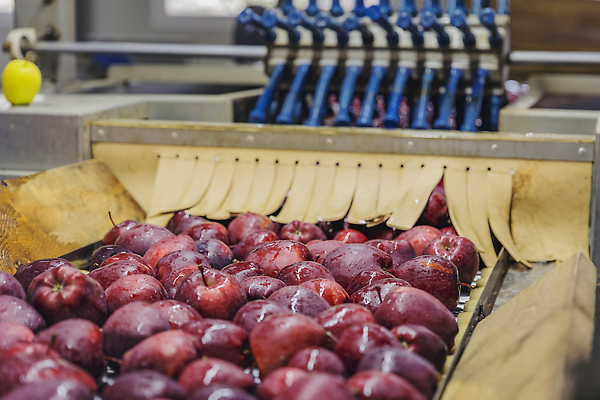 포토 JPG 해외이미지 식물 아시아 선 백그라운드 잎 과일 비즈니스 자연 노동자 건강 종류 사람 사람없음 빨간색 물 맑음 축제 주스 뜨거움 액체 선택 달콤 떨어짐 사과 수집 창고 오브젝트 유기농 날것 통나무 패키지 8월 내추럴 거짓말 고립 방법 숙성 채점 해외202309 해외포토 자연요소 나무 직업 웰빙 나라 음료 컬러 컨셉 날씨 날짜 맛 생태계 성적 파일형식