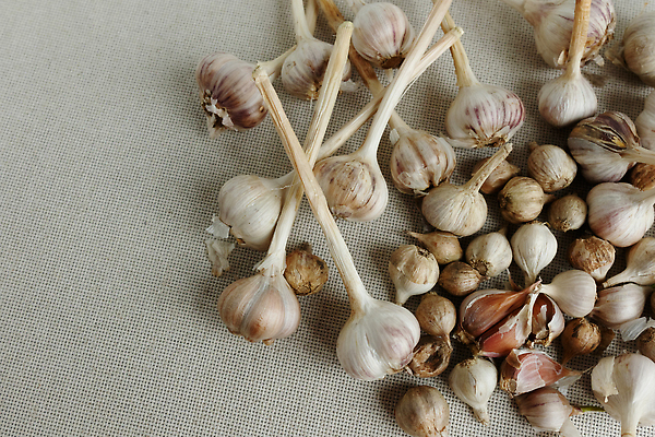 포토 JPG 해외이미지 음식 백그라운드 농업 채소 재료 자연 양파 건강 마늘 요리 사람없음 머리 수확 신선 그룹 시장 닫기 맛 정상 다발 먹기 향신료 유기농 질감 매움 날것 내추럴 채식주의자 많음 해외202309 해외포토 웰빙 산업 컨셉 모션 신체부위 생태계 채식 향미료 파일형식
