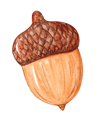 포토 JPG 해외이미지 나무 식물 모자 공원 음식 컬러 백그라운드 잎 꽃무늬 오렌지 과일 일러스트 자연 수채화 건조 미술 씨앗 사람없음 목재 갈색 정원 페인트 견과류 성장 껍질 가을 흰색 황금 숲 9월 스케치 자르기 오브젝트 그림 질감 생물학 날것 도토리 손그림 추수감사절 10월 내추럴 고립 삼림지대 해외202309 해외일러스트 잡화 계절 공공시설 교육 꽃 기독교 무늬 재료 모션 문화예술 날짜 생태계 파일형식