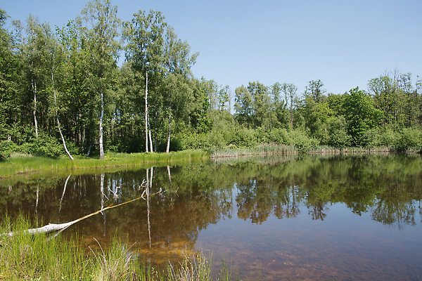 포토 JPG 해외이미지 나무 계절 공원 호수 백그라운드 자연 아침 휴식 사람없음 야외 목재 초록색 물 파란색 빛 컬러풀 뷰티 반사 평화 환경 침묵 고요 일몰 안개 시골 연못 저녁 숲 심볼 러시아 장면 지역 내추럴 가문비나무 해외202309 해외포토 주간 자연요소 식물 공공시설 유럽 컬러 컨셉 재료 날씨 노을 소리 야간 생태계 파일형식