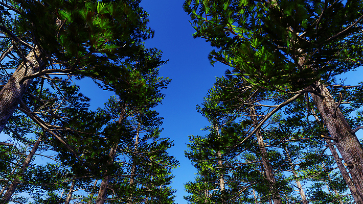 포토 JPG 해외이미지 식물 계절 공원 여행 백그라운드 겨울 자연 벽지 추상 산 풍경 사람없음 야외 물 여름 컬러풀 햇빛 뷰티 3D 환경 맑음 냉동 봄 가을 흰색 시골 숲 시원함 언덕 서리 러시아 장면 침엽수 자작나무 내추럴 시베리아 절정 눈내림 가문비나무 해외202309 해외포토 자연요소 나무 공공시설 유럽 컬러 무늬 날씨 눈_날씨 태양 디지털합성 생태계 파일형식