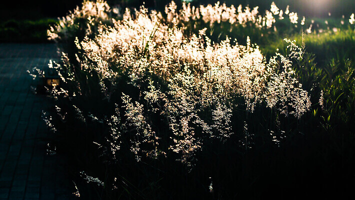 포토 JPG 해외이미지 식물 계절 꽃 컬러 백그라운드 자연 사람없음 태양 뷰티 환경 맑음 일몰 봄 들꽃 벚꽃 시골 신선 민들레 보케 내추럴 해외202309 해외포토 자연요소 날씨 노을 생태계 파일형식