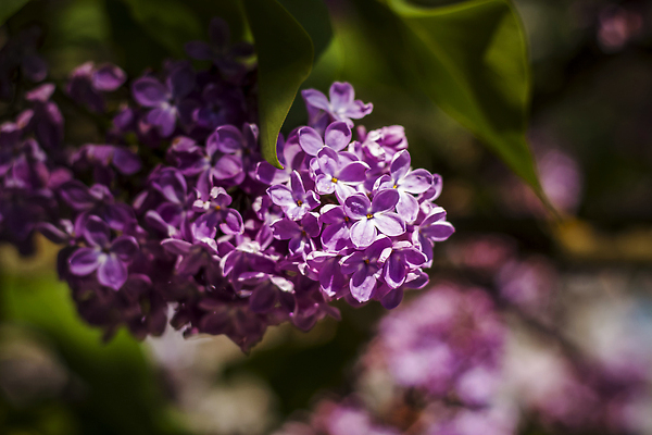 포토 JPG 해외이미지 나무 식물 계절 꽃 백그라운드 컨셉 잎 자연 벽지 추상 건강 풍경 사람없음 장식 초록색 여름 빛 태양 정원 보라색 청결 봄 신선 소나무 바늘 숲 묘사 에코 유기농 생태계 질감 보케 부드러움 라일락 내추럴 블러 가문비나무 그리너리 해외202309 해외포토 자연요소 웰빙 컬러 무늬 환경 도구 감각 위생 파일형식 트랜드컬러