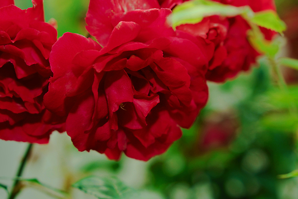 포토 JPG 해외이미지 식물 꽃잎 꽃 분홍색 컬러 백그라운드 잎 꽃무늬 자연 발렌타인데이 사랑 사람없음 야외 장식 빨간색 초록색 여름 컬러풀 뷰티 장미 노란색 정원 봄 낭만 벚꽃 흰색 신선 개화 관목 원예 향기 화단 내추럴 해외202309 해외포토 나무 계절 감정 컨셉 무늬 데이이벤트 취미 생태계 냄새 파일형식