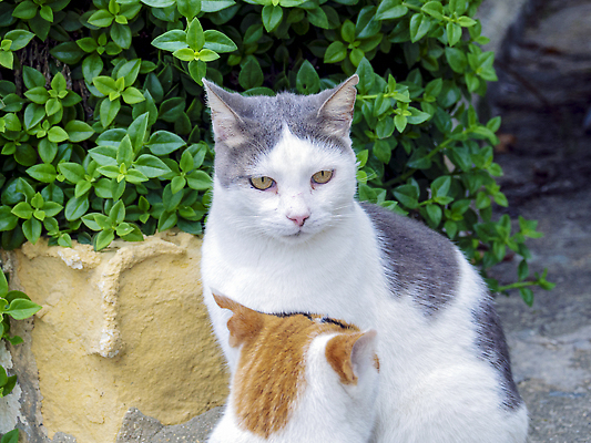 포토 JPG 해외이미지 동물 1 응시 섬 여행 백그라운드 건축양식 포유류 자연 거리 주택 털 사람없음 야외 건물 물 반려동물 뷰티 갈색 노란색 고양이 흰색 도시 작음 만족 타운 솜털 내추럴 동물상 몰타섬 옛날 해외202309 해외포토 자연요소 건축물 시선 건축 감정 컬러 조형물 크기 생태계 몰타 파일형식