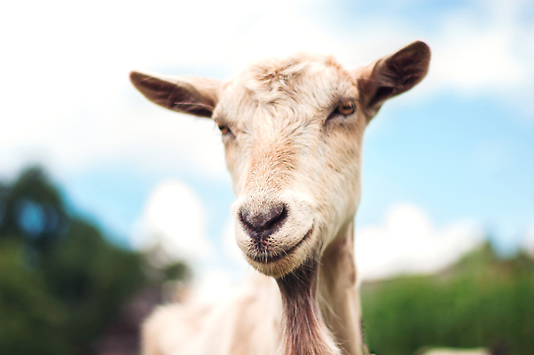 포토 JPG 해외이미지 동물 응시 여자 행복 얼굴 음식 백그라운드 밭 농업 포유류 자연 하늘 염소 뿔 서기 사람없음 야외 초록색 뷰티 농장 머리 가축 우유 흰색 시골 군중 방목 먹기 내추럴 밭일 해외202309 해외포토 시선 감정 산업 컬러 모션 유제품 사람 신체부위 축산업 생태계 파일형식