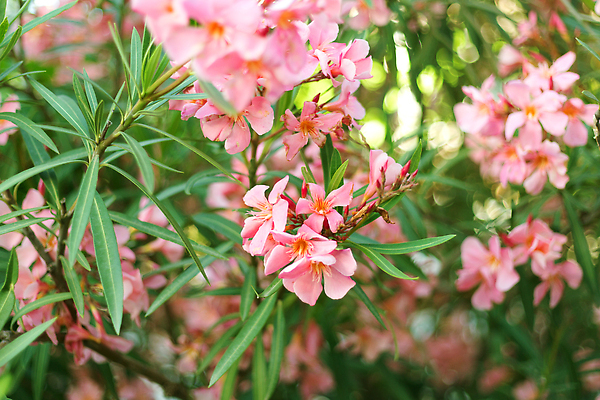 포토 JPG 해외이미지 나무 식물 공원 꽃잎 꽃 분홍색 컬러 잎 꽃무늬 자연 사람없음 초록색 뷰티 정원 맑음 봄 들꽃 벚꽃 나뭇가지 개화 소프트포커스 원예 조경 내추럴 블러 해외202309 해외포토 계절 공공시설 무늬 날씨 촬영기법 취미 생태계 파일형식