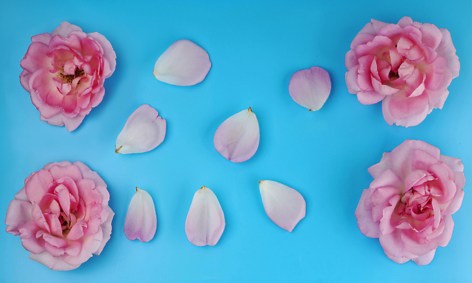 포토 JPG 해외이미지 식물 디자인 기념일 꽃잎 꽃 행복 분홍색 컬러 꽃다발 결혼 백그라운드 꽃무늬 패턴 자연 벽지 휴가 발렌타인데이 선물 사랑 사람없음 장식 빨간색 여름 뷰티 장미 귀여움 정원 봄 낭만 수확 벚꽃 흰색 축하 인사 신용카드 다발 싱글 복고 열정 내추럴 2월 고립 해외202309 해외포토 계절 감정 컨셉 무늬 농업 데이이벤트 이벤트 금융 예절 날짜 생태계 파일형식