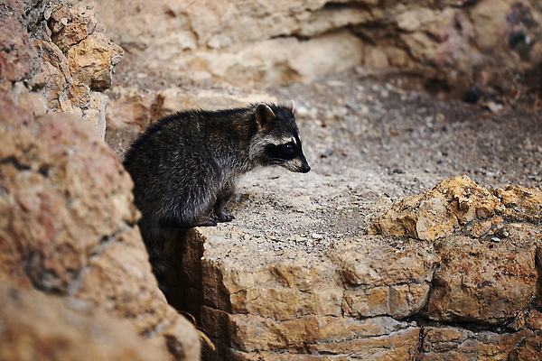 포토 JPG 해외이미지 주간 동물 얼굴 야생동물 어린이 음식 캐나다 포유류 가족 포옹 자연 털 가면 사람없음 야외 뷰티 갈색 걷기 환경 미국 회색 아기 모피 호기심 육식동물 캘리포니아 동영상 지능 플로리다 해외202309 해외포토 자연요소 감정 컬러 컨셉 북아메리카 관계 안기 모션 사람 신체부위 생태계 파일형식