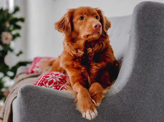 포토 JPG 해외이미지 쿠션 크리스마스 겨울 장식 소파 추위 리트리버 강아지 해외202309 해외포토 계절 기념일 의자 반려동물 개 파일형식