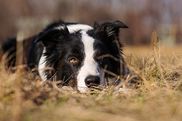 포토 JPG 해외이미지 동물 응시 계절 공원 잎 포유류 자연 날씨 휴식 사람없음 야외 옆모습 반려동물 노란색 쌓기 귀여움 검은색 산책 가을 황금 양치기 개 달콤 강아지 11월 모피 순수 육식동물 송곳니 10월 거짓말 기르기 복종 유래 총구 국경 순혈 해외202309 해외포토 식물 직업 시선 공공시설 뷰포인트 컬러 컨셉 모션 날짜 맛 치아 생태계 돌봄 파일형식