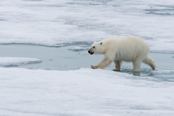 포토 JPG 해외이미지 한마리 야생동물 겨울 사람없음 걷기 추위 흰색 눈 북극 북극곰 빙하 해외202309 해외포토 자연요소 동물 1 계절 컬러 곰 모션 날씨 극지방 파일형식