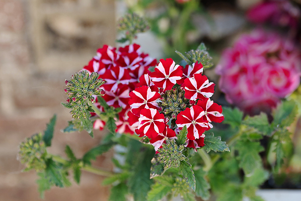 포토 JPG 해외이미지 식물 계절 꽃잎 꽃 분홍색 컬러 조각 백그라운드 잎 꽃무늬 자연 따뜻함 매달리기 사람없음 야외 빨간색 초록색 파란색 컬러풀 뷰티 장미 귀여움 환경 정원 보라색 봄 줄무늬 활발 성장 벚꽃 흰색 나뭇가지 신선 개화 체리 계획 냄비 자르기 원예 제라늄 피튜니아 해외202309 해외포토 나무 컨셉 무늬 과일 모션 취미 솥 생태계 파일형식