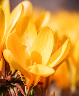 포토 JPG 해외이미지 식물 디자인 계절 꽃잎 꽃 컬러 백그라운드 컨셉 꽃무늬 자연 추상 휴가 사람없음 빛 햇빛 태양 뷰티 갈색 노란색 환경 봄 성장 벚꽃 신선 신용카드 개화 황금 선택 질감 복고 부드러움 내추럴 해외202309 해외포토 자연요소 무늬 금융 감각 생태계 파일형식