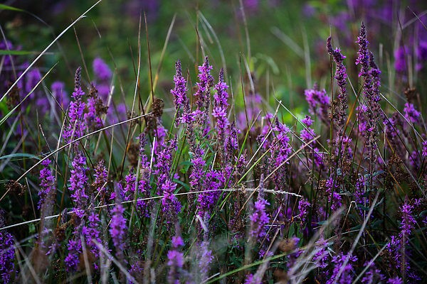 포토 JPG 해외이미지 식물 계절 꽃 백그라운드 자연 벽지 따뜻함 근접촬영 사람없음 야외 초록색 뷰티 맑음 낭만 시골 못 그룹 황무지 호흡 습지 약초 허브 지역 폴란드 내추럴 영원 해외202309 해외포토 유럽 뷰포인트 컬러 컨셉 날씨 공구 풀_식물 생태계 파일형식