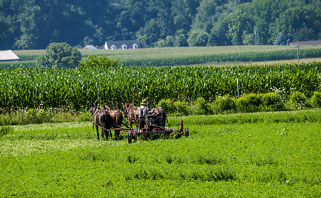 포토 JPG 해외이미지 식물 동물 모자 전통 종교 밭 농업 자연 사람 풍경 사람없음 여름 농장 농경지 갈색 노란색 수확 가을 시골 업무 당기기 볏짚 땅 복고 구식 윤리 파종 해외202309 해외포토 잡화 계절 산업 컬러 모션 농사 작업 짚 생태계 파일형식