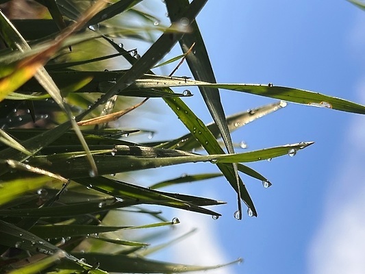 포토 JPG 해외이미지 나무 식물 계절 산업 음식 빵 줄기 컬러 백그라운드 밭 농업 일러스트 자연 하늘 날씨 건조 건강 사람없음 야외 농작물 햇빛 태양 뷰티 농장 노란색 마을 일몰 수확 성장 흰색 시골 신선 황금 낟알 시리얼 밀 보리 밭일 호밀 세련 해외202309 해외포토 자연요소 곡류 노을 생태계 파일형식