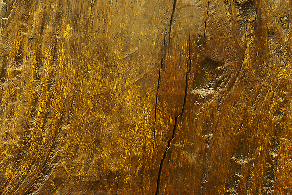 포토 JPG 해외이미지 모양 나무 식물 백그라운드 부분 자연 표면 날씨 추상 종류 잔디 사람없음 목재 옆모습 갈색 회색 껍질 거친 균열 숲 묘사 질감 나무껍질 생태학 옛날 해외202309 해외포토 교육 뷰포인트 컬러 무늬 재료 모션 생태계 파일형식