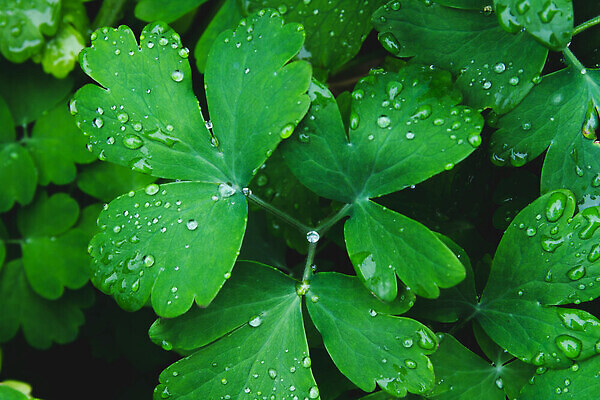 포토 JPG 해외이미지 식물 백그라운드 잎 밭 자연 아침 잔디 사람없음 초록색 물 여름 환경 정원 봄 젖음 성장 물방울 신선 떨어짐 이슬 빗방울 내추럴 해외202309 해외포토 주간 자연요소 계절 컬러 컨셉 농업 비_날씨 생태계 파일형식