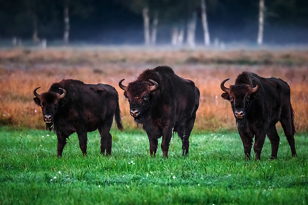 포토 JPG 해외이미지 동물 공원 남자 유럽 야생동물 포유류 자연 사슴 털 뿔 서기 사람없음 야외 갈색 머리 힘 세계문화유산 안개 황무지 소 군중 숲 큼 방목 들소 황소 멸종 무거움 폴란드 노려봄 동물상 벨로루시 전국 해외202309 해외포토 공공시설 나라 컬러 모션 날씨 표정 사람 신체부위 조형물 문화재 무게 축산업 크기 생태계 파일형식