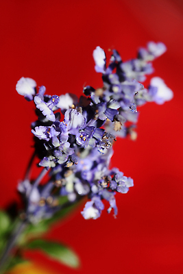 포토 JPG 해외이미지 여행 요리 사람없음 초록색 약 놀람 꿈 수확 신선 닫기 정상 허브 유기농 날것 세이지 환각 해외202309 해외포토 식물 웰빙 감정 컬러 농업 의학 모션 표정 증상 파일형식