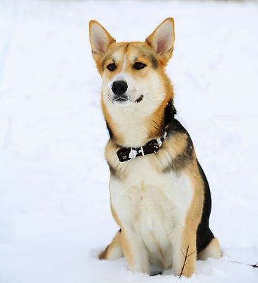 포토 JPG 해외이미지 동물 1 긴머리 응시 공원 행복 컬러 백그라운드 겨울 포유류 자연 앉기 사람없음 야외 빨간색 반려동물 뷰티 갈색 일본 기쁨 흰색 기다림 닫기 개 강아지 작음 송곳니 기르기 신앙심 유래 총구 폭설 눈내림 순혈 해외202309 해외포토 헤어스타일 시선 계절 공공시설 감정 아시아 모션 눈_날씨 치아 크기 자연재해 생태계 돌봄 파일형식