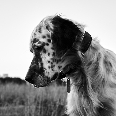 포토 JPG 해외이미지 영어 응시 얼굴 자연 흑백 사람없음 야외 반려동물 뷰티 머리 개 호기심 사냥 심각 유래 혼자 순혈 해외202309 해외포토 동물 문자 시선 감정 컨셉 포유류 촬영기법 신체부위 생태계 파일형식