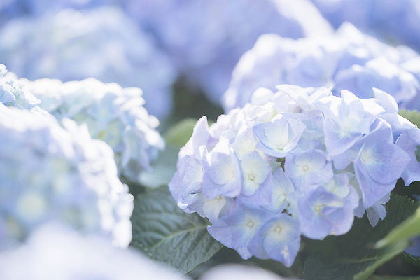 포토 JPG 해외이미지 잎 사람없음 파란색 수국 해외202309 해외포토 식물 꽃 컬러 파일형식