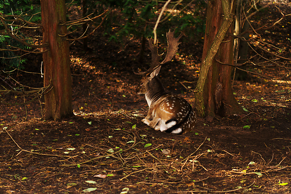 포토 JPG 해외이미지 주간 나무 동물 1 계절 공원 남자 야생동물 백그라운드 밭 포유류 자연 털 뿔 풍경 사람없음 야외 옆모습 햇빛 뷰티 갈색 머리 환경 달러 흰색 나뭇가지 시골 황무지 숲 큼 바퀴자국 사냥 내추럴 블러 아기사슴 암사슴 해외202309 해외포토 자연요소 식물 공공시설 새끼 뷰포인트 컬러 돈 농업 자국 사슴 사람 신체부위 태양 크기 암컷 생태계 파일형식