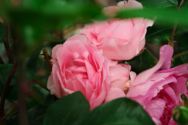 포토 JPG 해외이미지 식물 꽃잎 꽃 분홍색 컬러 백그라운드 잎 꽃무늬 자연 발렌타인데이 사랑 사람없음 야외 장식 빨간색 초록색 여름 컬러풀 뷰티 장미 노란색 정원 봄 낭만 벚꽃 흰색 신선 개화 관목 원예 향기 화단 내추럴 해외202309 해외포토 나무 계절 감정 컨셉 무늬 데이이벤트 취미 생태계 냄새 파일형식