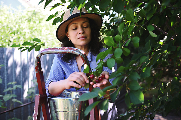 포토 JPG 해외이미지 나무 계절 여자 열매 음식 농업 사다리 한명 야외 여름 수확 성장 나뭇가지 시골 신선 개화 농부 과수원 수집 유기농 원예 밀짚모자 비타민 건강식 밭일 숙성 원예사 화창 카피스페이스 아연 해외202309 해외포토 식물 직업 모자_잡화 1 웰빙 꽃 산업 날씨 사람 취미 공백 도구 영양소 파일형식